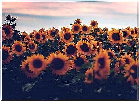 Field of sunflowers