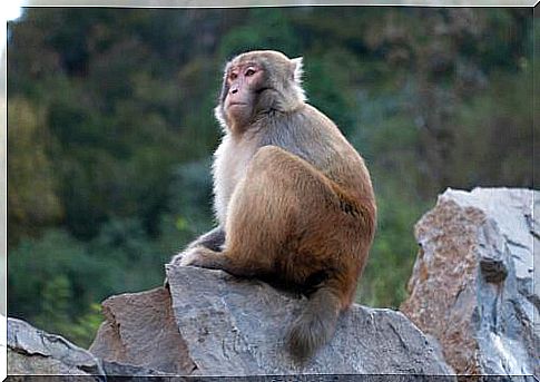 Sitting monkey