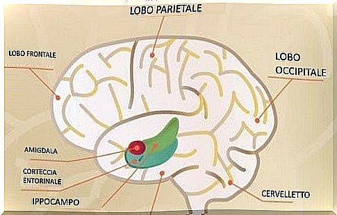 Entorhinal cortex and memory consolidation