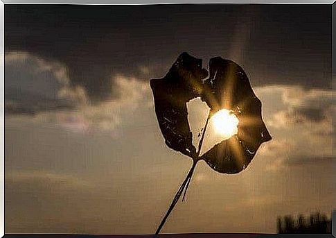 Heart shaped leaf.