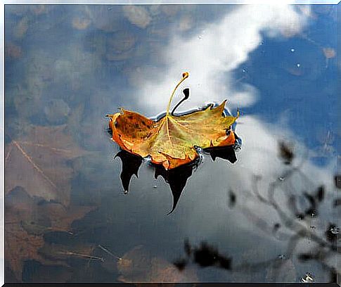 Learn from autumn, drop your sadness