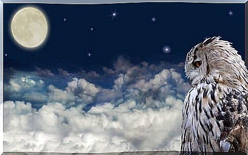 Owl and moon in the sky