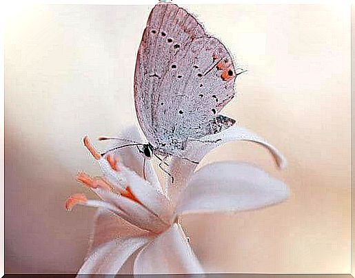 butterfly-flower