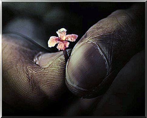 dirty hands and flower