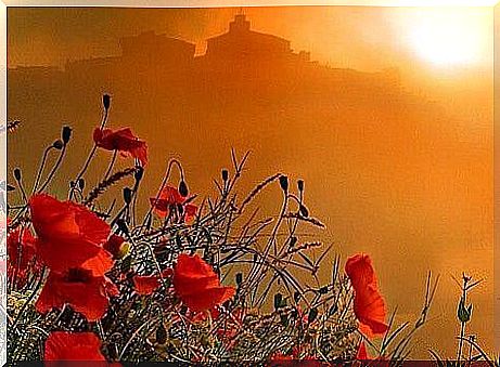 landscape-with-poppies indifference