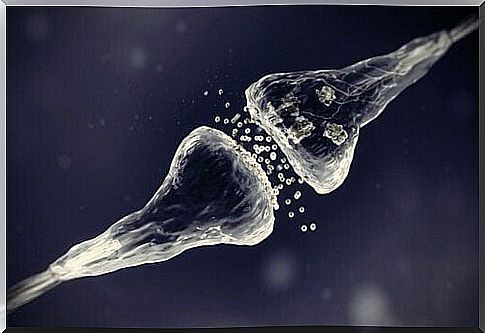 Chemical synapse between neurons