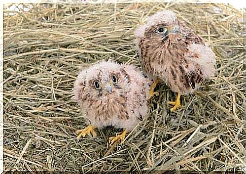 Hawk chicks.